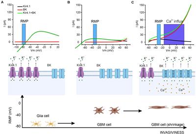 Deeper and Deeper on the Role of BK and Kir4.1 Channels in Glioblastoma Invasiveness: A Novel Summative Mechanism?